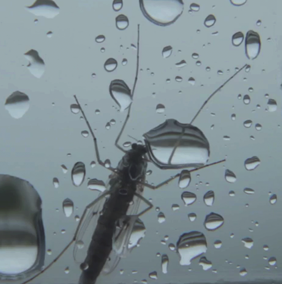 Mosquito and water droplets