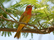 The Summer Tanager winters in Central and South America. 