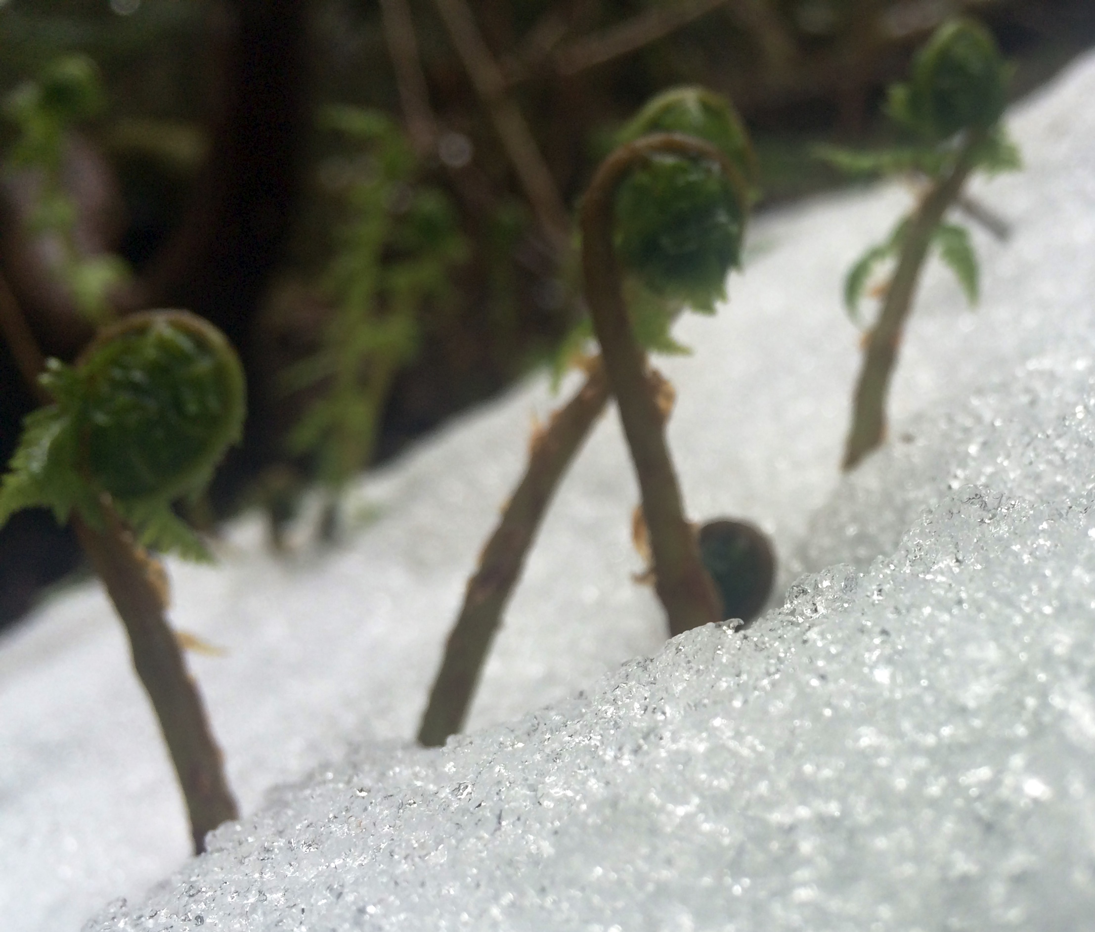 GPM "Signs of Spring" Photo Contest Winners | Precipitation Measurement