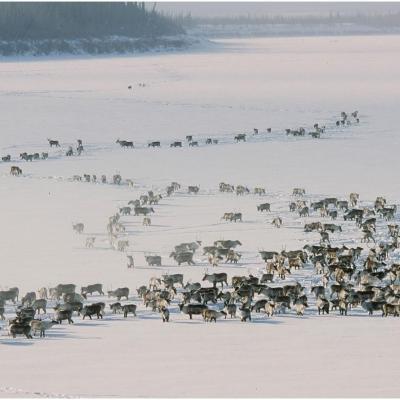 Caribou herd in the Yukon